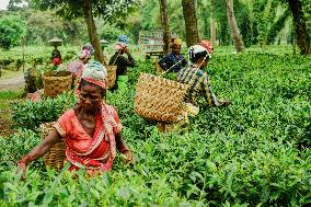 Tea Garden Workers - India