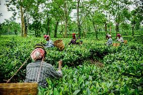 Tea Garden Workers - India