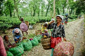 Tea Garden Workers - India