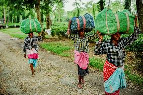 Tea Garden Workers - India