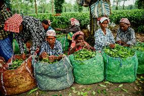 Tea Garden Workers - India