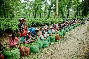 Tea Garden Workers - India