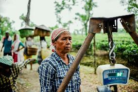 Tea Garden Workers - India