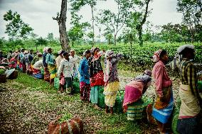 Tea Garden Workers - India