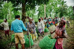 Tea Garden Workers - India