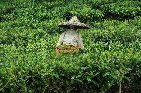 Tea Garden Workers - India