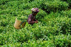 Tea Garden Workers - India