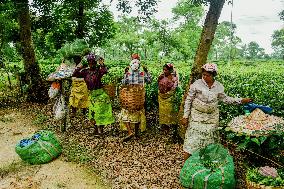 Tea Garden Workers - India