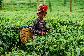 Tea Garden Workers - India