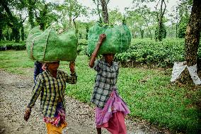 Tea Garden Workers - India