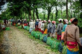 Tea Garden Workers - India