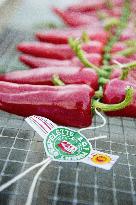 Illustration - Pays-Basque