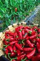 Illustration - Pays-Basque