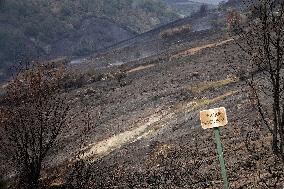 Spain Gripped by Violent Wildfires