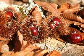 Illustration - Pays-Basque