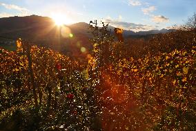 Illustration - Pays-Basque