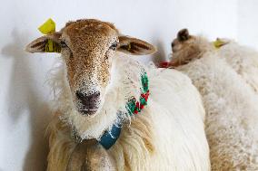 Illustration - Pays-Basque