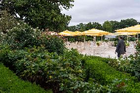 Renovations in the Rose Garden