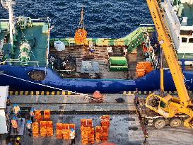 Russian Imported Golden King Crabs Arrived at Yantai Port