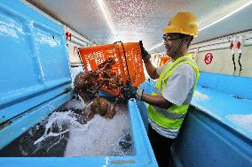 Russian Imported Golden King Crabs Arrived at Yantai Port
