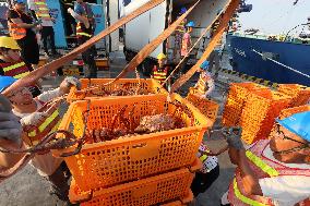 Russian Imported Golden King Crabs Arrived at Yantai Port