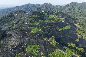 Tea Plantation Safety Under High Temperature