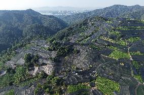 Tea Plantation Safety Under High Temperature