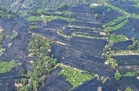 Tea Plantation Safety Under High Temperature