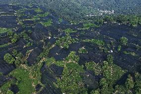 Tea Plantation Safety Under High Temperature