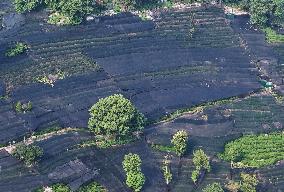 Tea Plantation Safety Under High Temperature