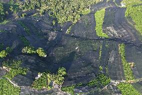 Tea Plantation Safety Under High Temperature