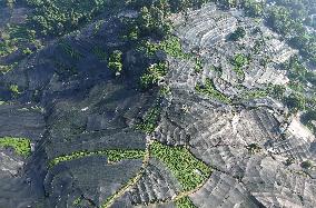 Tea Plantation Safety Under High Temperature