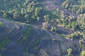 Tea Plantation Safety Under High Temperature