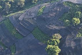 Tea Plantation Safety Under High Temperature