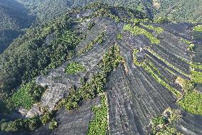 Tea Plantation Safety Under High Temperature