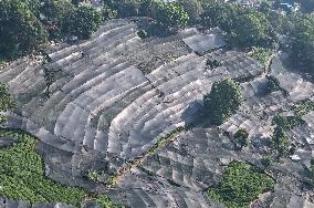 Tea Plantation Safety Under High Temperature