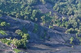 Tea Plantation Safety Under High Temperature