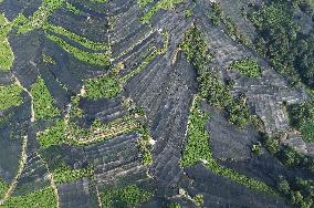 Tea Plantation Safety Under High Temperature