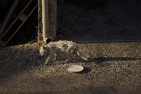 Larouco Fire Threatens Protected Areas in O Courel - Spain