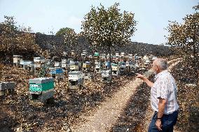 Beehives Burned by The Fires - Spain