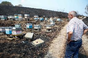 Beehives Burned by The Fires - Spain