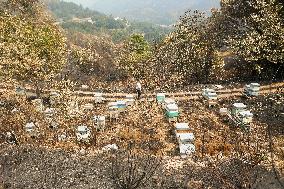 Beehives Burned by The Fires - Spain