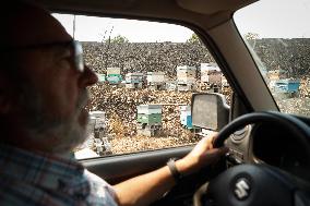 Beehives Burned by The Fires - Spain