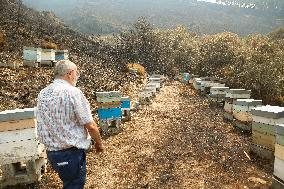 Beehives Burned by The Fires - Spain