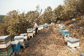 Beehives Burned by The Fires - Spain