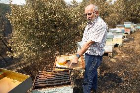 Beehives Burned by The Fires - Spain