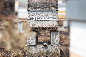 Beehives Burned by The Fires - Spain