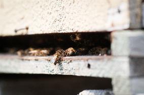 Beehives Burned by The Fires - Spain