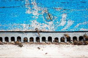 Beehives Burned by The Fires - Spain
