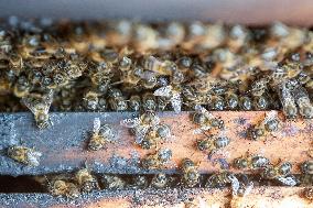 Beehives Burned by The Fires - Spain